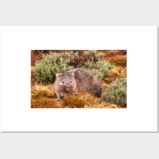 A Wombat Posters and Art